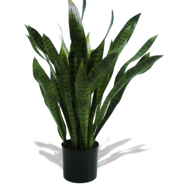 Potted Sanserveria
