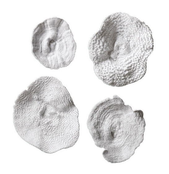 Sea Coral S/4