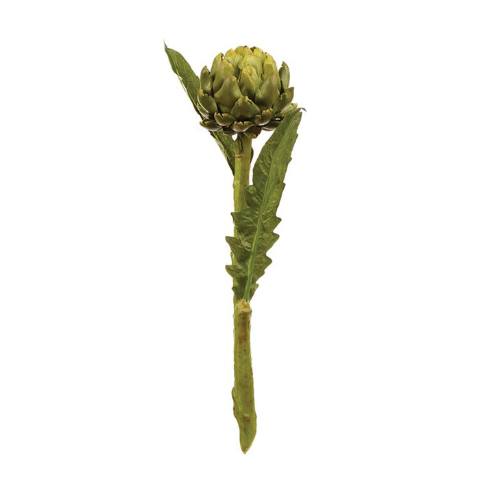 Artichoke Stem