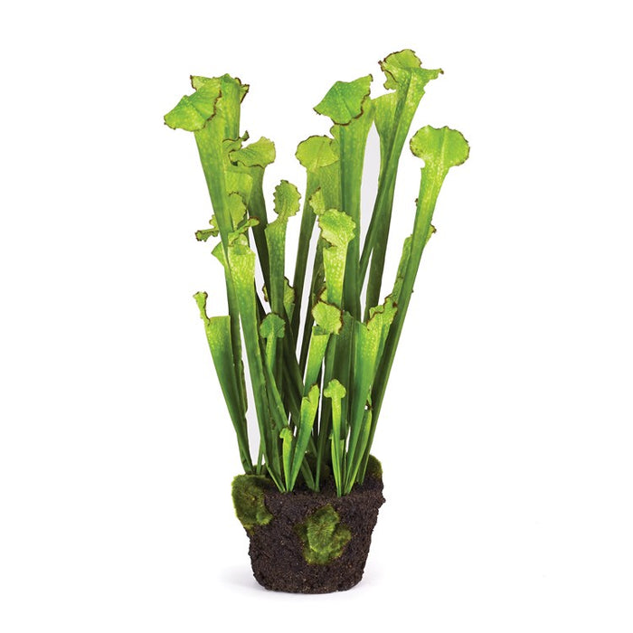 Sarracenia Drop In Topiary