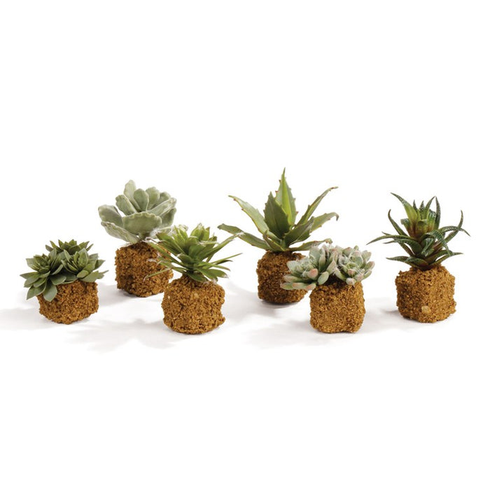 5.5" Succulent Drop-In Topiary