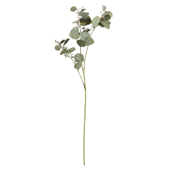 Silver Dollar Eucalyptus Branch