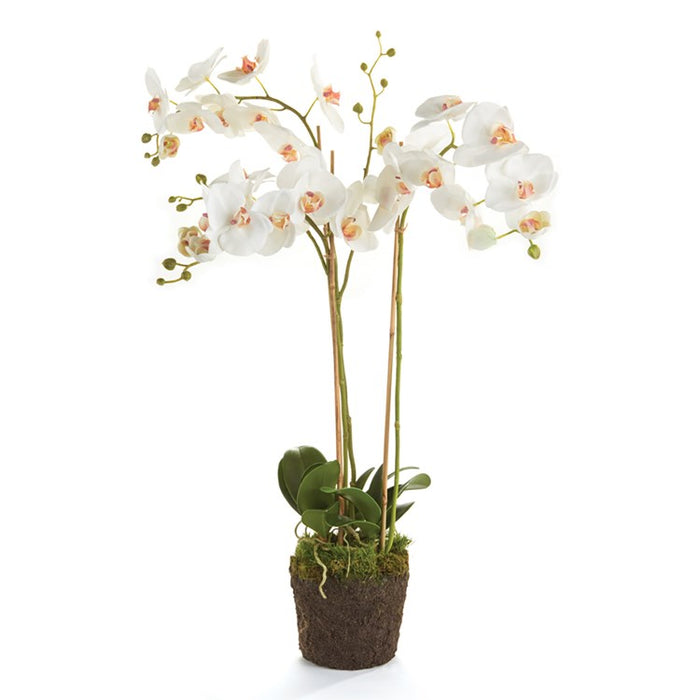 31" Phalaenopsis Orchid