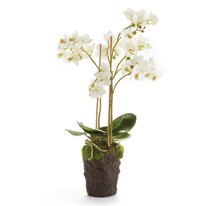 30" Phalaenopsis Drop Topiary