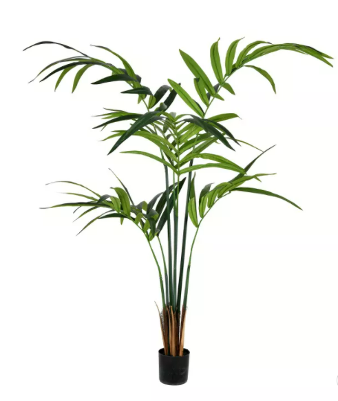 Potted Kentia Palm