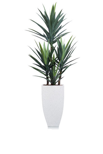 Yucca In White Terrazzo Pot