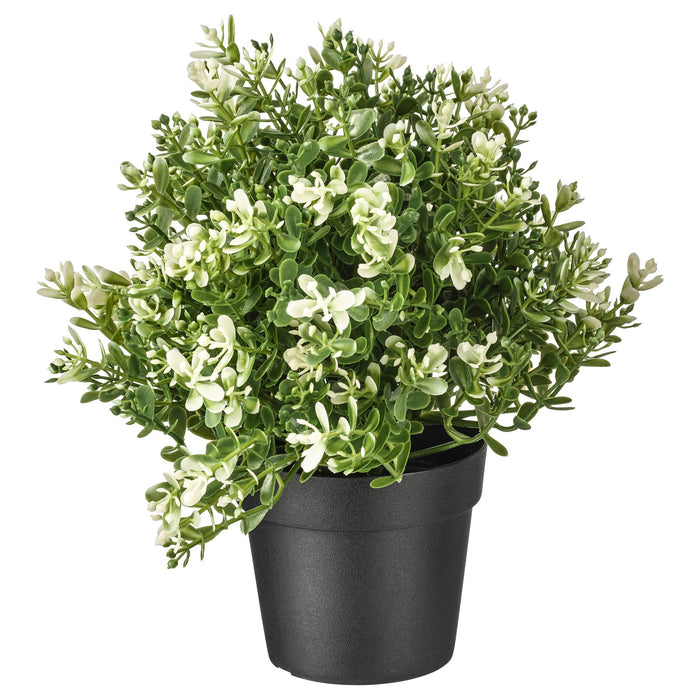 Thyme Potted Plant
