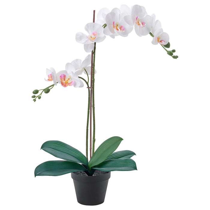 4.75" Orchid White Potted Plant