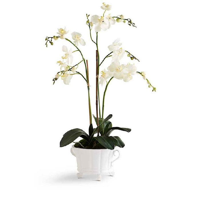 32" White Orchid in 2 Handled White Dish
