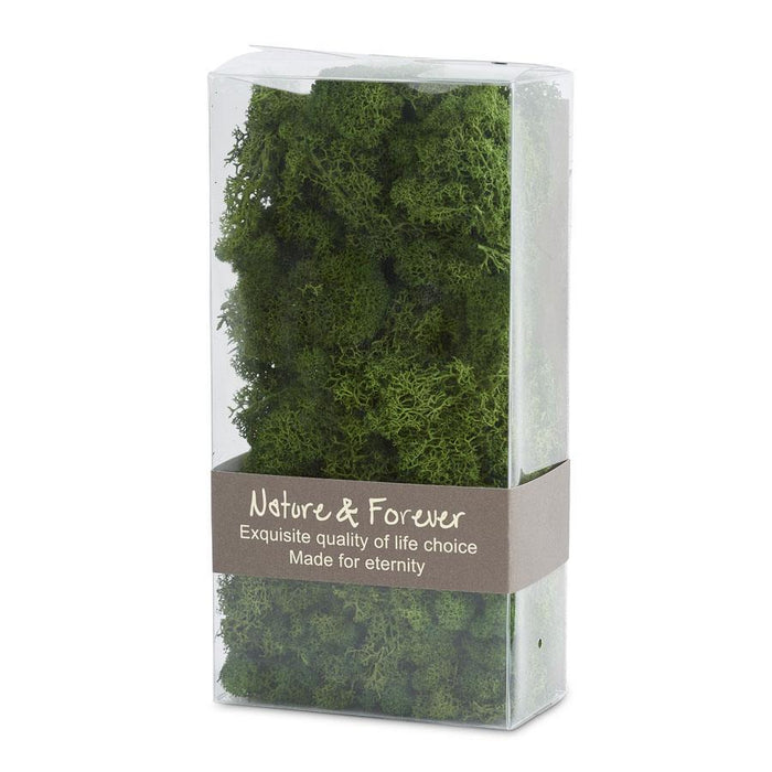 12" Box Of Reindeer Moss