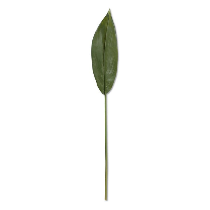Peace Lily Leaf Stem