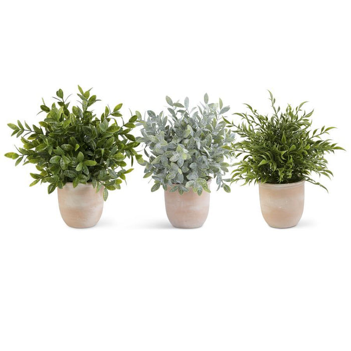 Assorted Herbs In Terracotta Pot