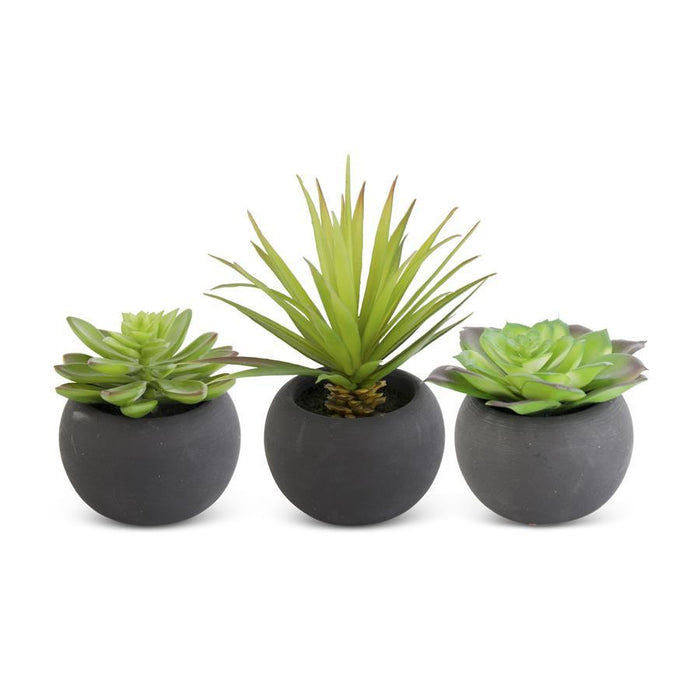 Assorted Succulents In Matte Black Pot