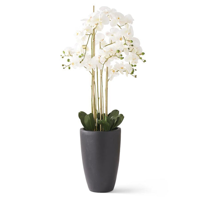White Phalaenopsis Orchid In Matte Black Pot