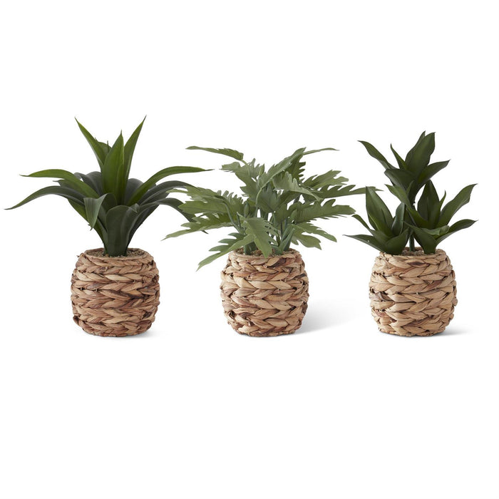 Assorted Tropical Foliage Plant in Woven Round Pots