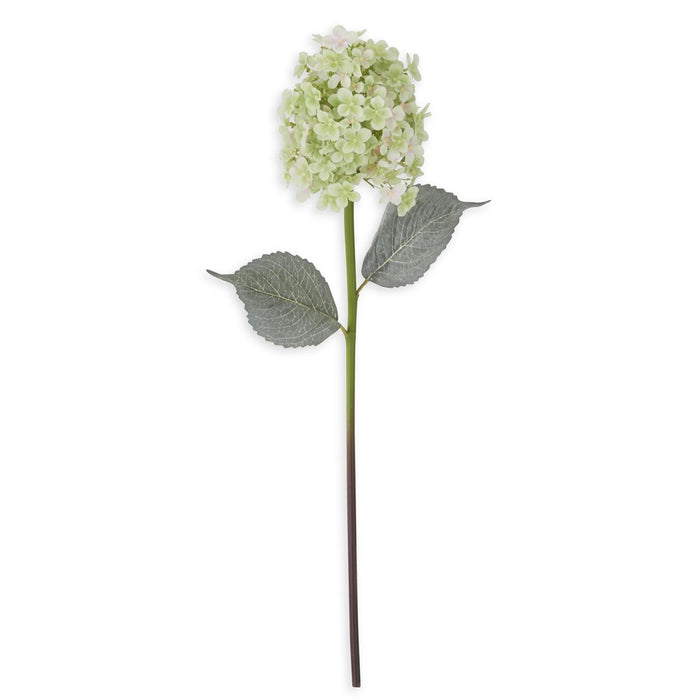 Cone Hydrangea Stem