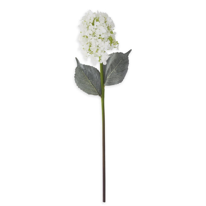 Cone Hydrangea Stem