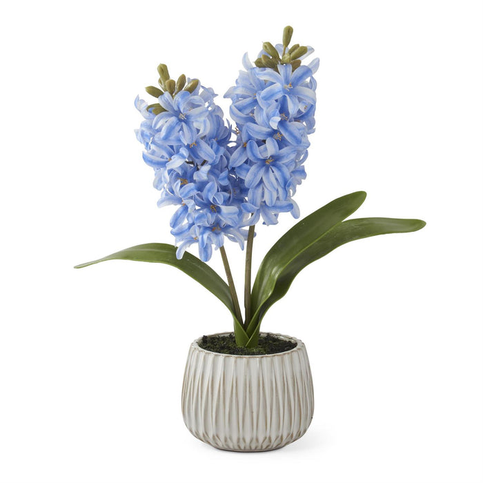 Blue Hyacinth In White Ceramic Pot