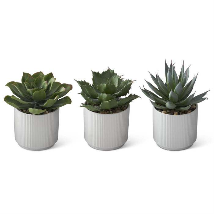 Succulent In White Ribbed Pot - Assorted