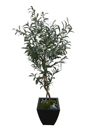 5' Mediterranean Olive Tree in Zinc