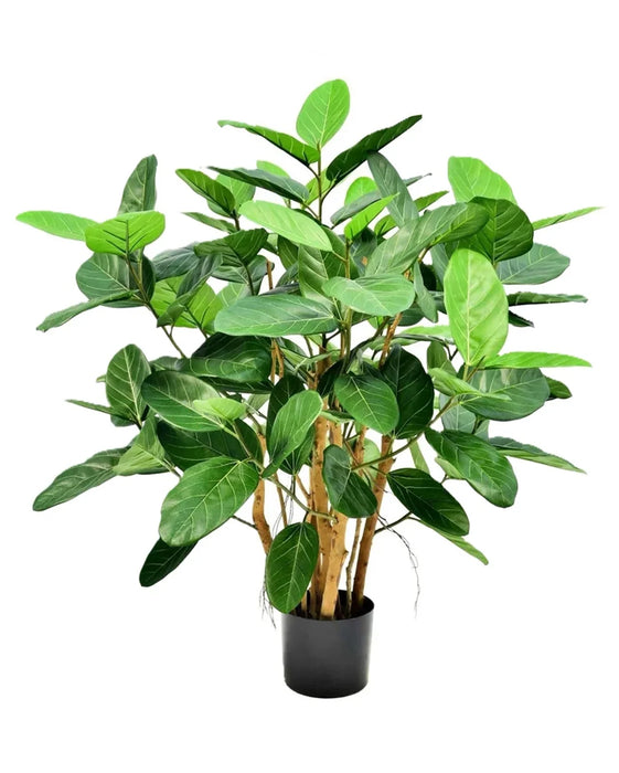 3.5' Ficus Audrey Tree