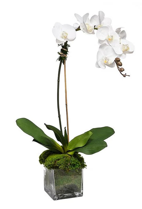White Orchid in 5" Glass Cube