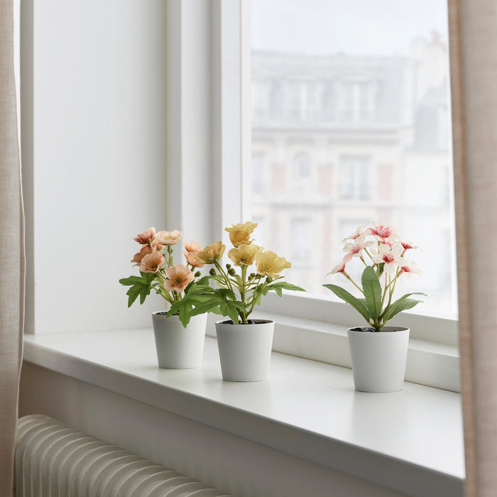 Flower Mix Potted Plant