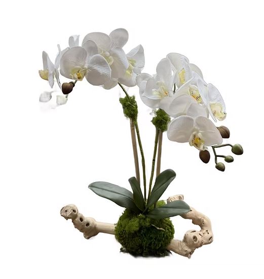 Double Orchid on 12" Grapewood