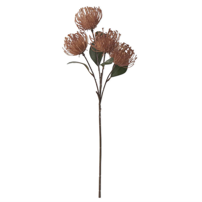 Light Brown Pincushion Protea Stem