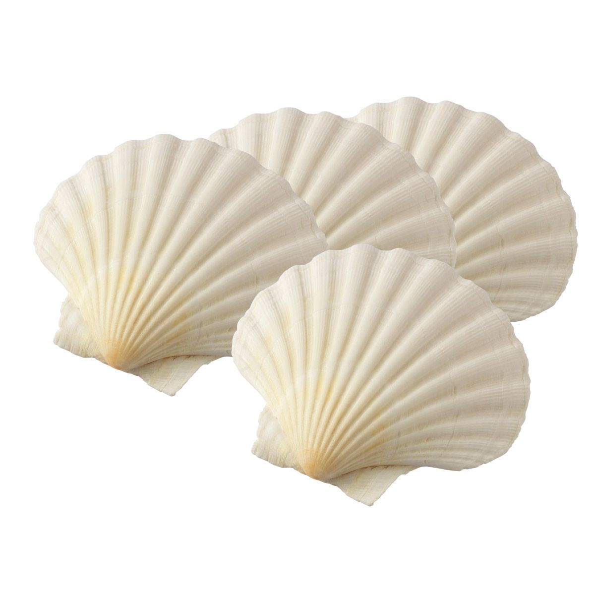 Maine Man Natural Baking Shells - Set Of 4 — BDC Living