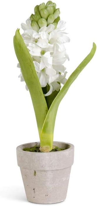 Potted Hyacinth - Assorted