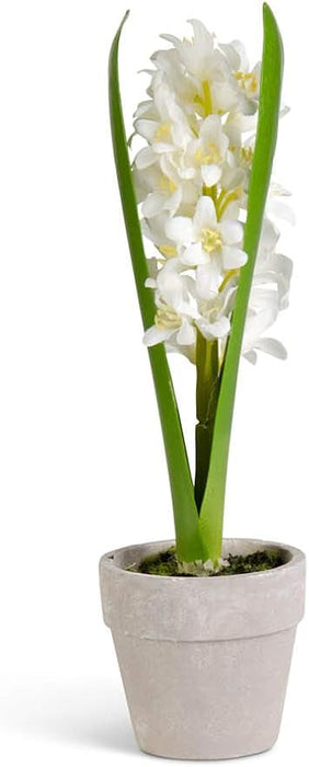 Potted Hyacinth - Assorted