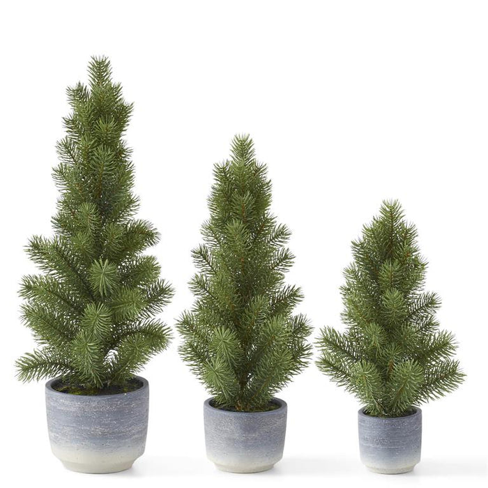 Pine Tree In Gray Ombre Pot