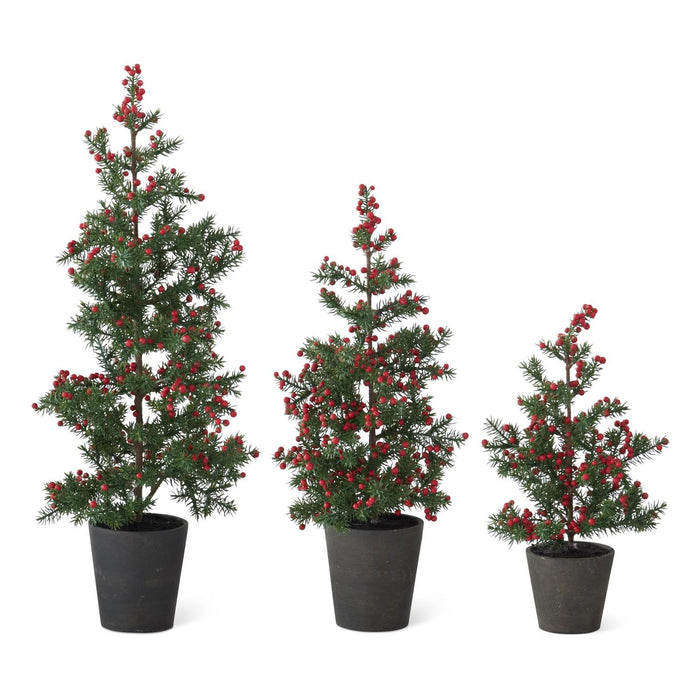 Juniper Pine Tree w/Red Berries