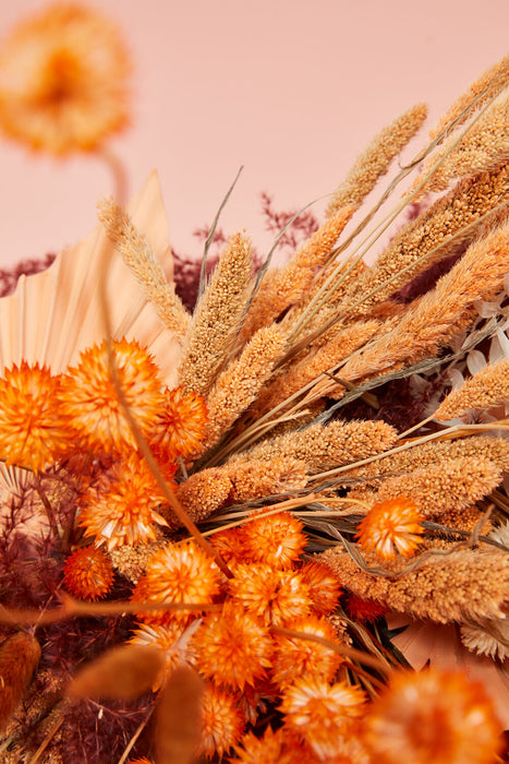 Dried Setaria