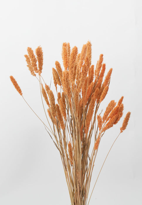 Dried Setaria