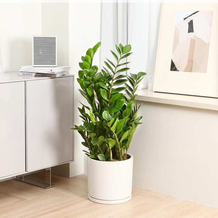 Modern White Ceramic Plant Pot