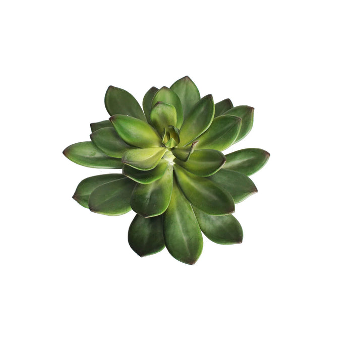 Single Stem Succulent