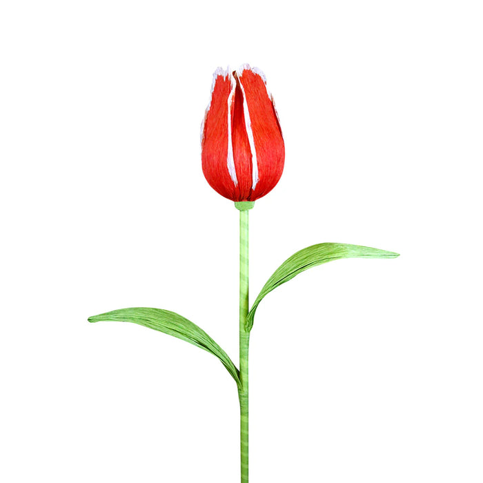 38" Giant Tulip