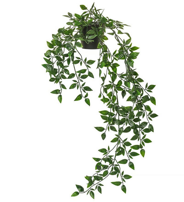 Green Hanging Plant