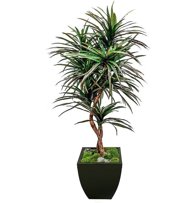 7' Dracaena Tree In Zinc Pot