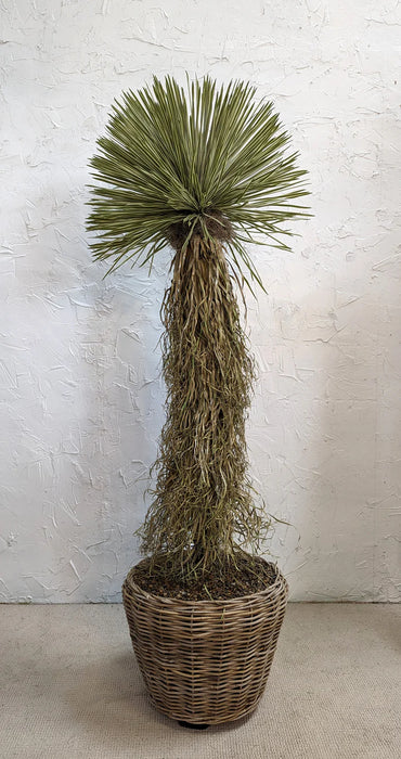 Potted Dracaena