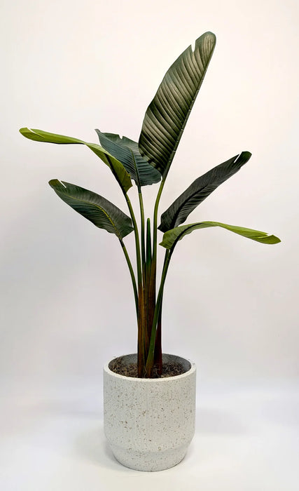 Banana Plant In Urban Terrazzo