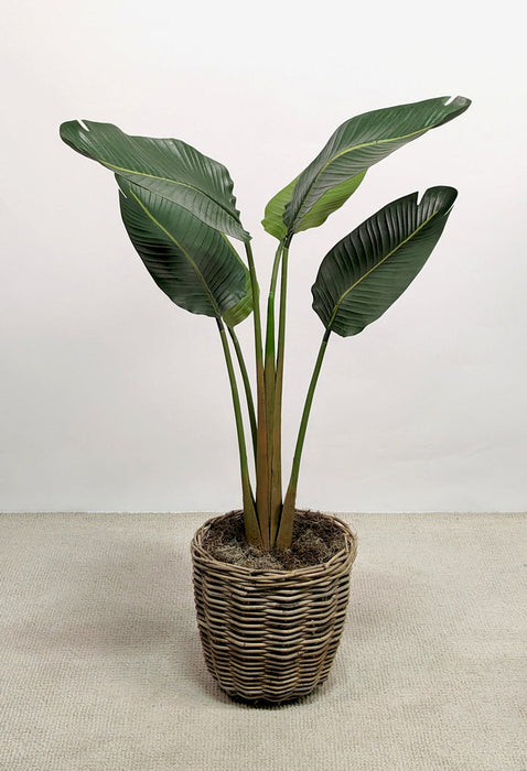 Potted Banana Plant