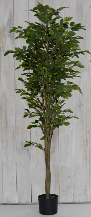 70" Ficus Tree