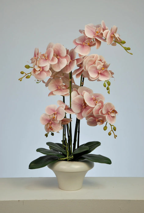 Westfield Orchid , Blush