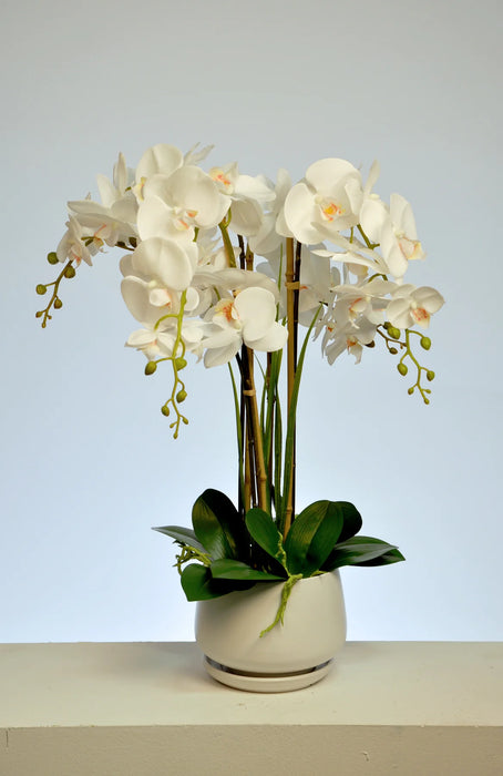 Brentwood Orchid White