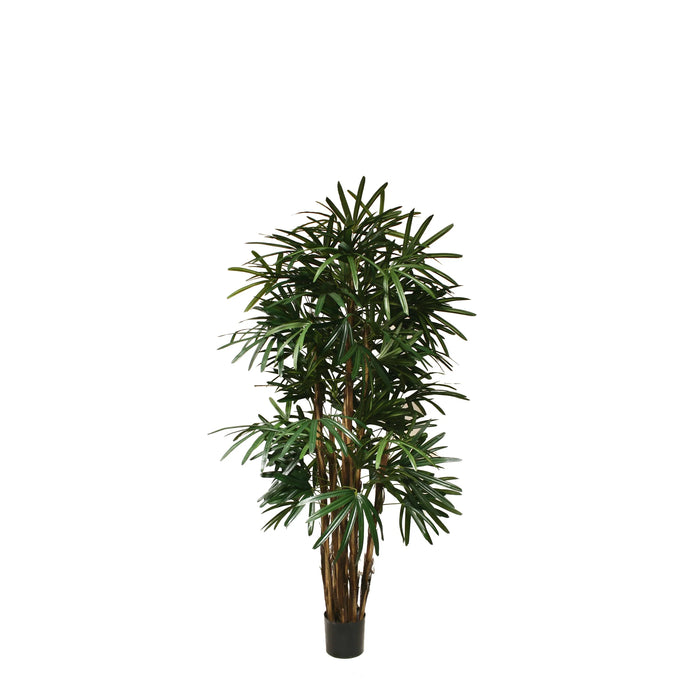 5' Lady Palm Potted Tree