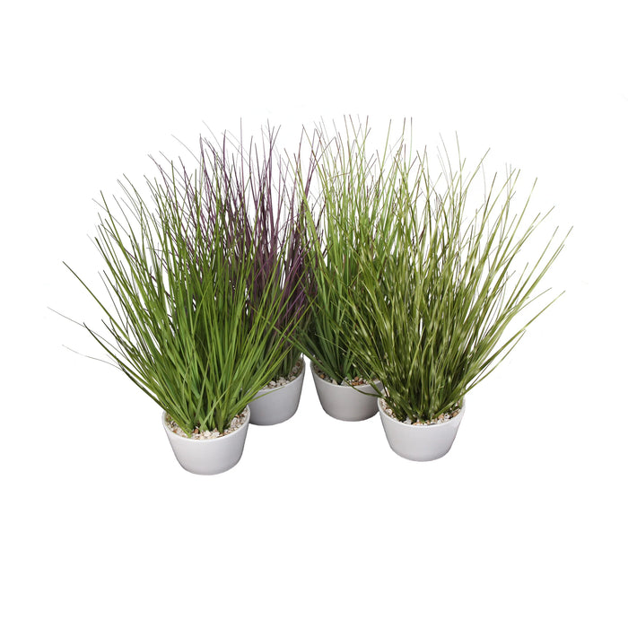 Assorted Grass in White Pot