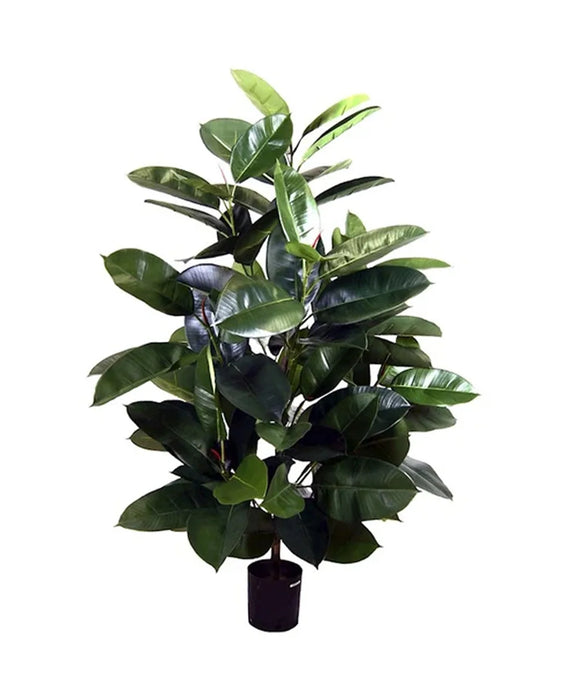 4' Rubber Plant